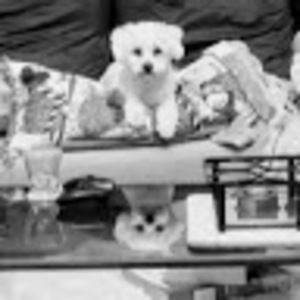 Meet your Posher, Wendy